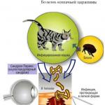 Болезнь кошачьих царапин (фелиноз): симптомы, лечение, как происходит заражение Инфекция кошачьей царапины